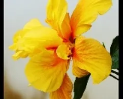 Hibiscus doble dorado