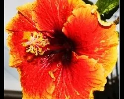 Hibiscus