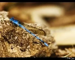 Libelula