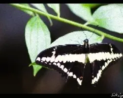 Mariposa