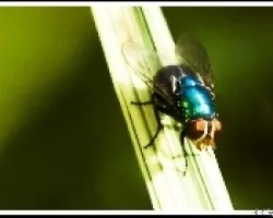 Mosca 1