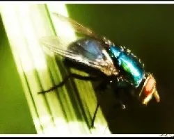 Mosca 2