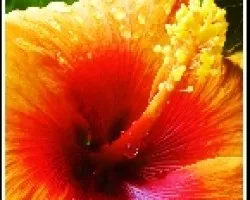 Rojo y amarillo naranja