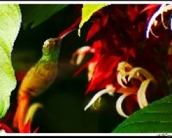 Colibri