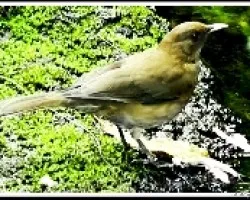 Turdus grayi