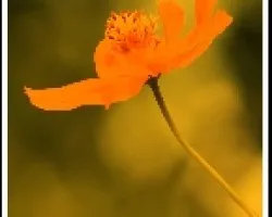 Amarillo naranja