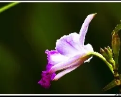 Arundina