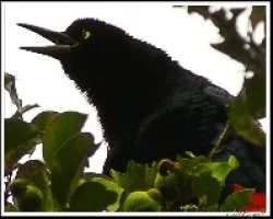 Quiscalus mexicanus