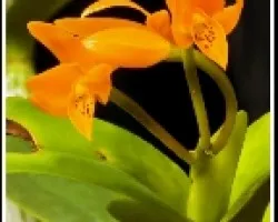 Aurantiaca