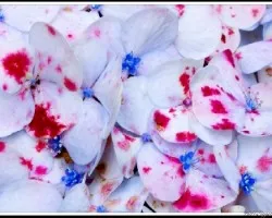 Hortensia
