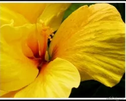 Hibiscus doble dorado