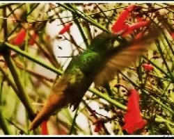 Colibri