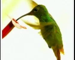 Colibri