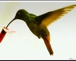 Colibri 2
