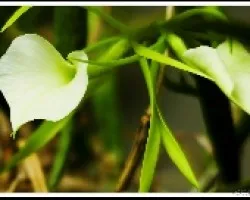 Brassalova nodosa
