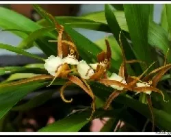 Ada Allenii 