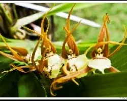 Ada Allenii 2