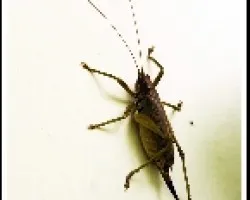Chapulin
