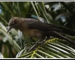 Quiscalus mexicanus
