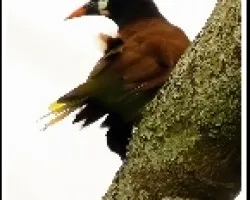 Oropendola