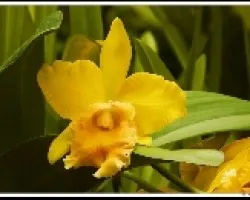 Catleta