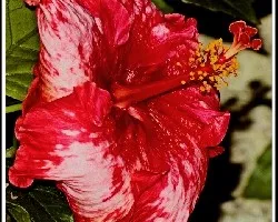 Hibiscus rosado y rojo