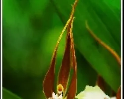 Ada Allenii 