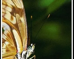 Mariposa