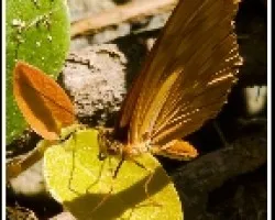 Mariposa