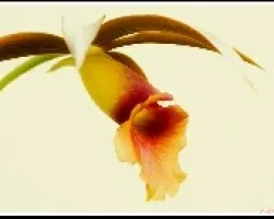 Orquidea  (Laelia Tenebrosa?)