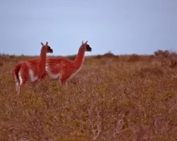 Guanacos