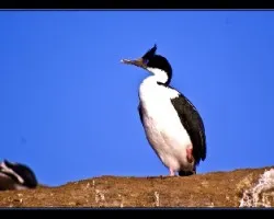 Phalacrocorax brasilianus