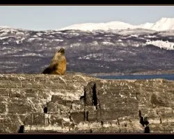 Im the king of the world