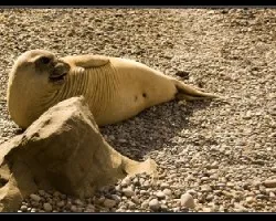 Elefante marino hembra 02