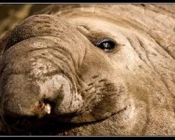 Elefante marino (macho) 3