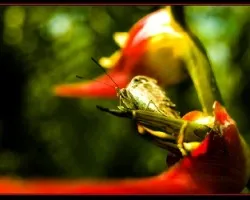 Sobre la flor 02
