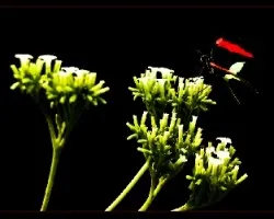 Sobre la flor 03