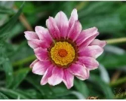 PLANTA_01