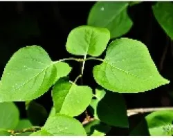 PLANATA_05