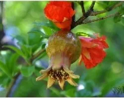 PLANATA_06