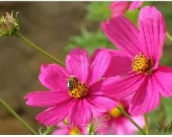 PLANATA_07