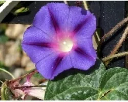 PLANATA_08