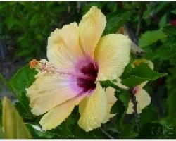 PLANTA_09