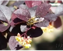 PLANTA_12