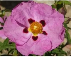 PLANTA_13