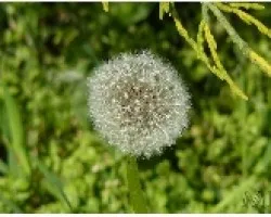 PLANTA_14