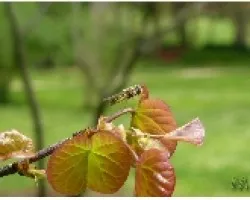 PLANTA_15