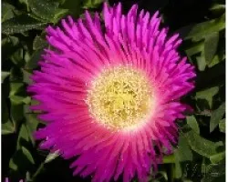 PLANTA_11
