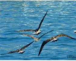 GAVIOTA_01