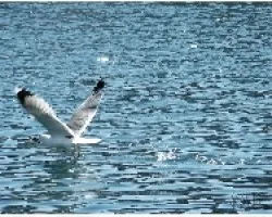 GAVIOTA_02